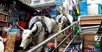 Yaks in Namche Bazaar on World Expeditions Everest Base Camp trek